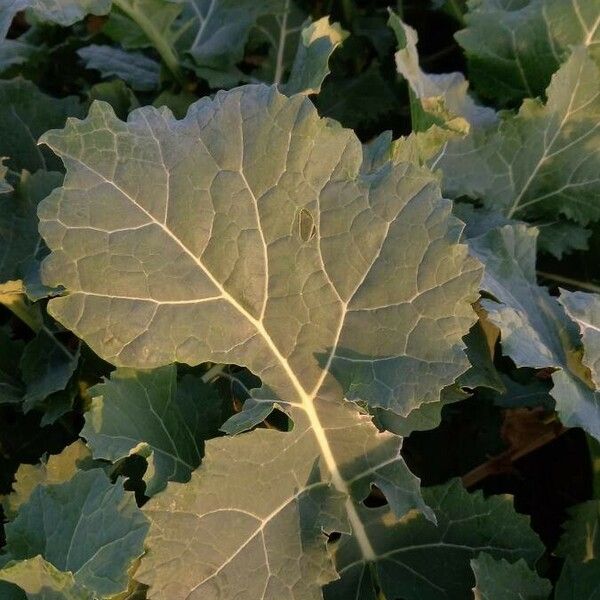 Brassica napus Folla