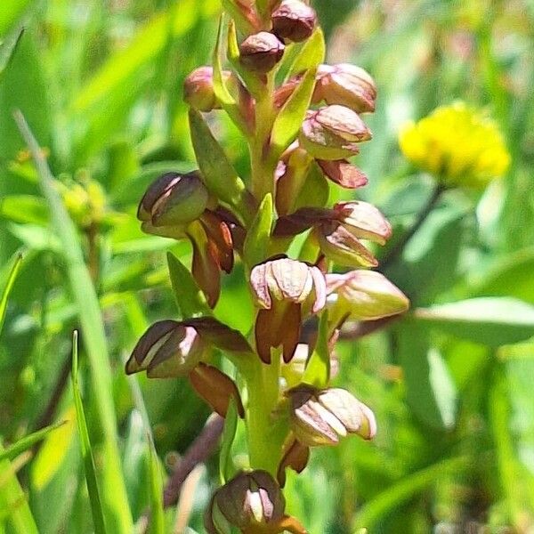 Dactylorhiza viridis Flower