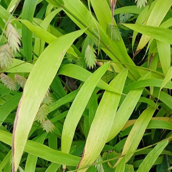 Chasmanthium latifolium Leaf