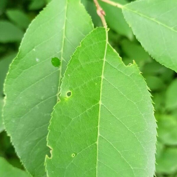 Prunus virginiana Leaf