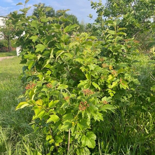 Viburnum trilobum Агульны выгляд