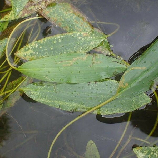 Potamogeton nodosus Habit