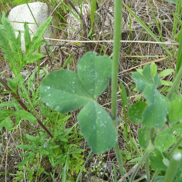 Trifolium incarnatum Folha
