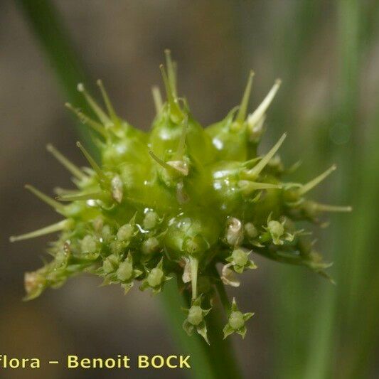 Oenanthe globulosa Frucht