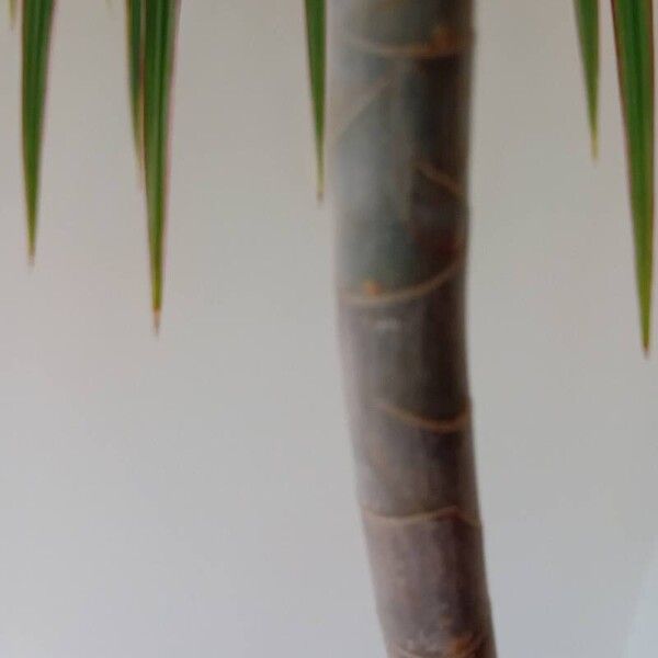 Dracaena reflexa बार्क (छाल)