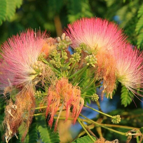 Albizia julibrissin പുഷ്പം