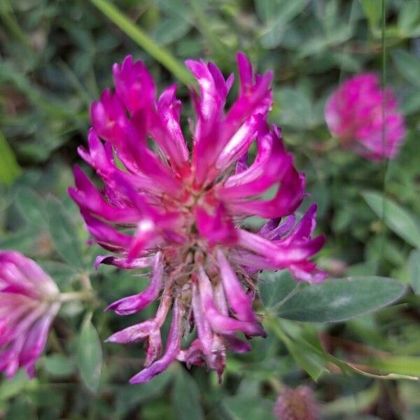 Trifolium medium Fleur