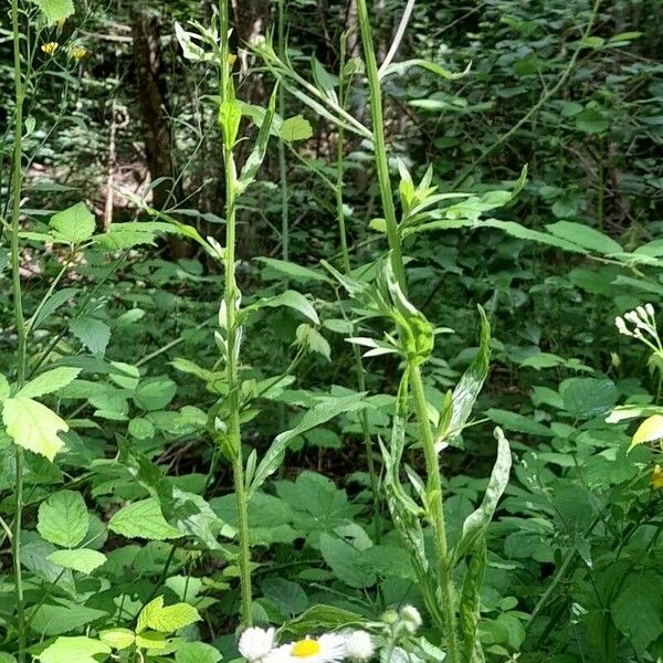 Erigeron strigosus 整株植物