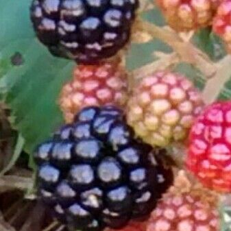 Rubus ulmifolius Hedelmä