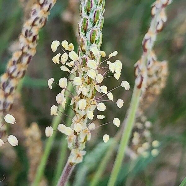 Plantago albicans 花