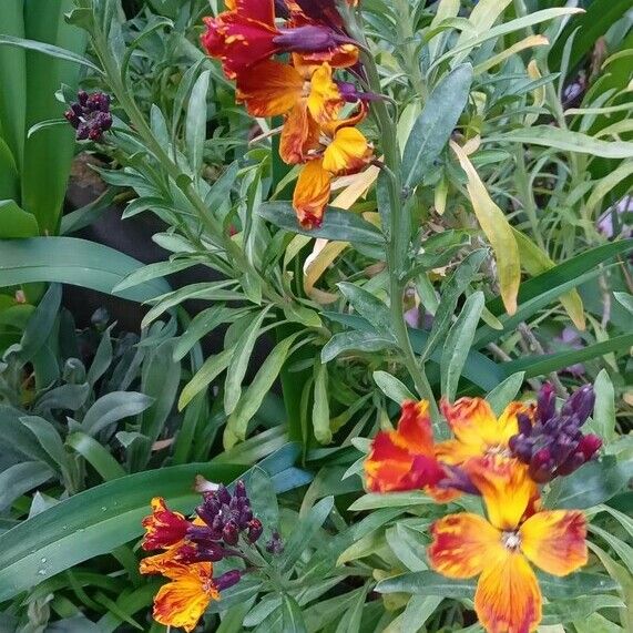 Erysimum × cheiri Floare