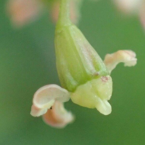 Carum carvi Flower