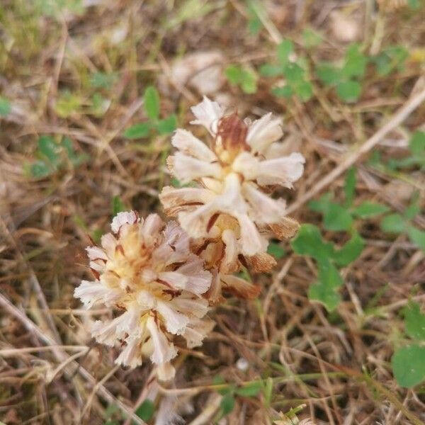 Orobanche picridis Cvet