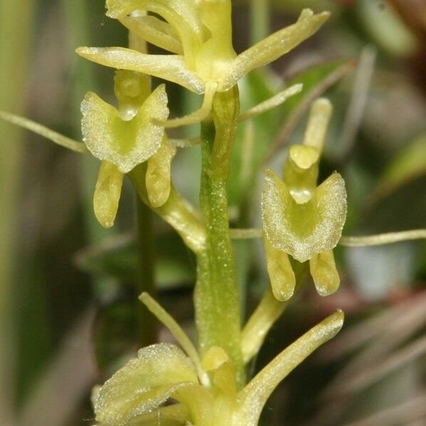 Liparis loeselii Flower