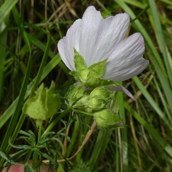 Malva moschata Flower