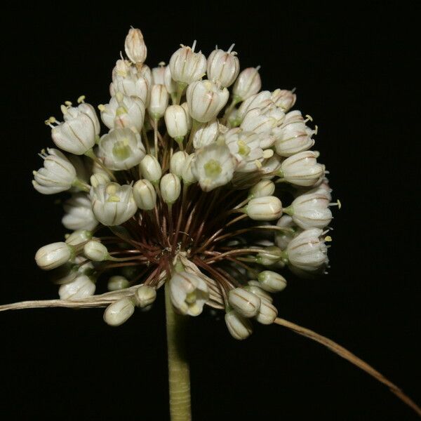 Allium pallens Blüte