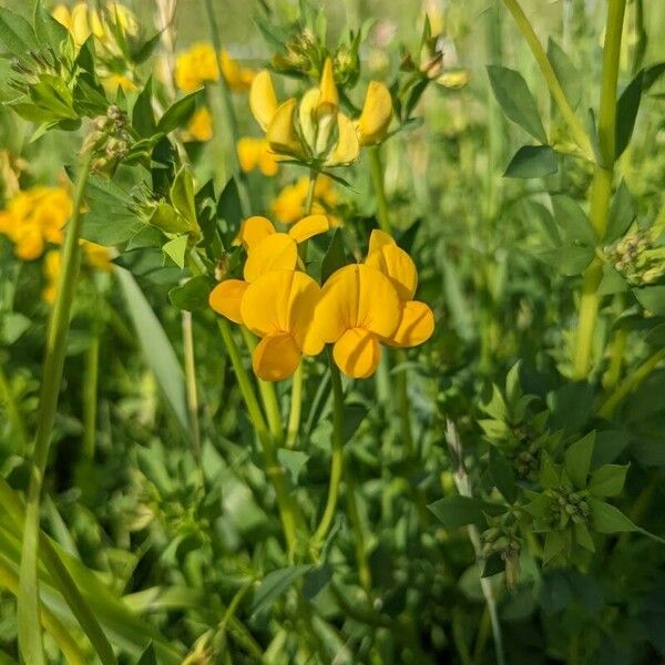 Lotus glaber Flower