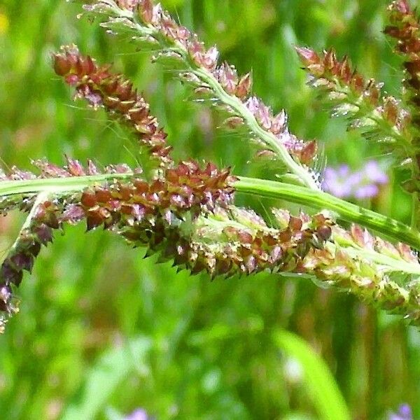 Echinochloa crus-galli Цвят