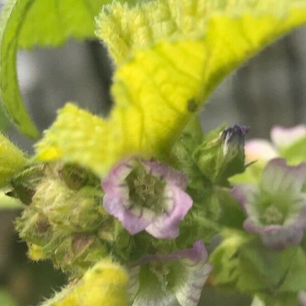 Malva verticillata Fiore