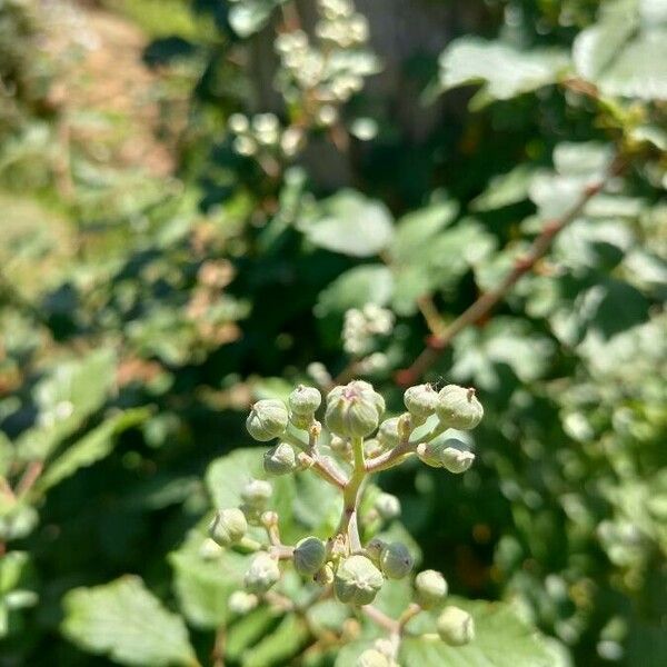 Rubus ulmifolius Fruit