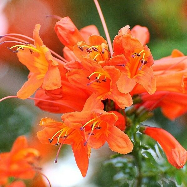 Tecomaria capensis Flor