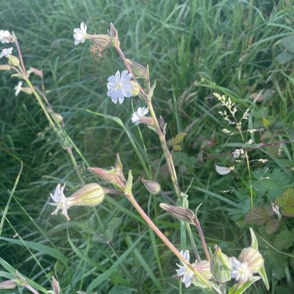 Silene dichotoma 花