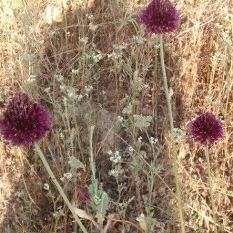 Allium sphaerocephalon Flower