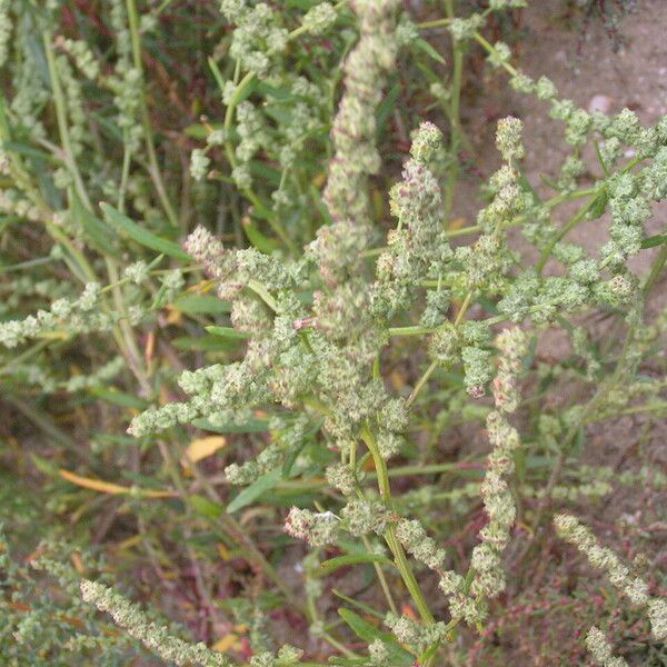 Atriplex littoralis Blomst