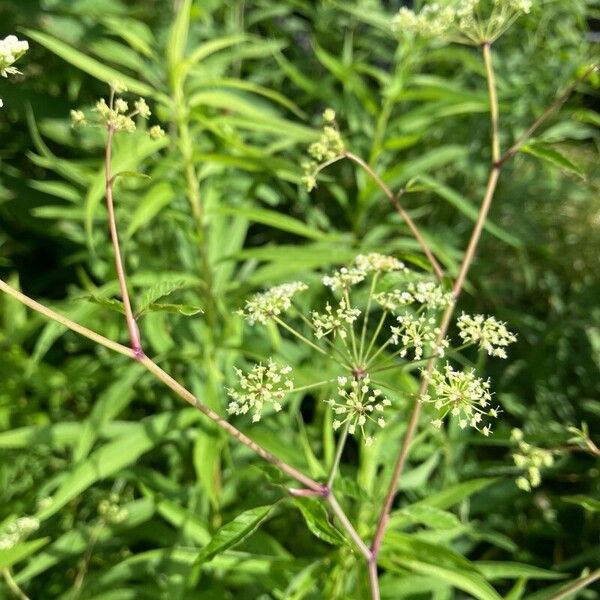 Cicuta maculata Fiore