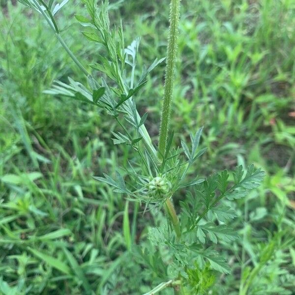 Adenophyllum porophyllum Deilen