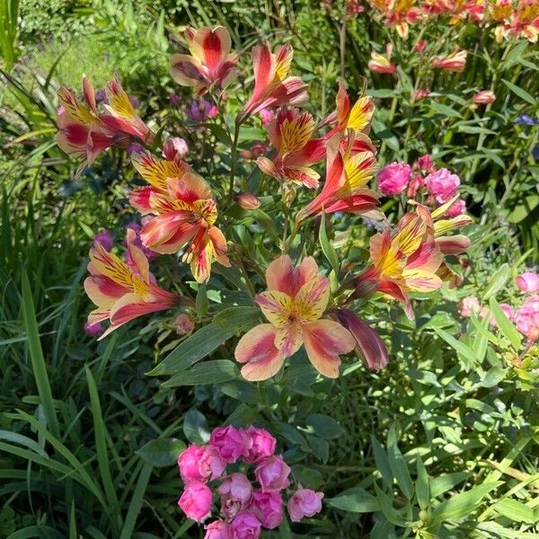 Alstroemeria ligtu Floare