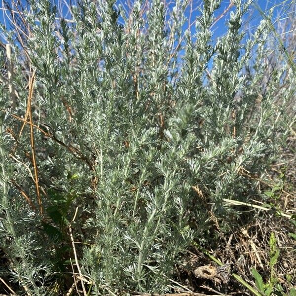 Artemisia frigida Yaprak