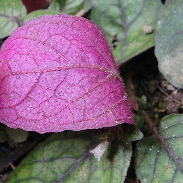 Strobilanthes reptans Листок