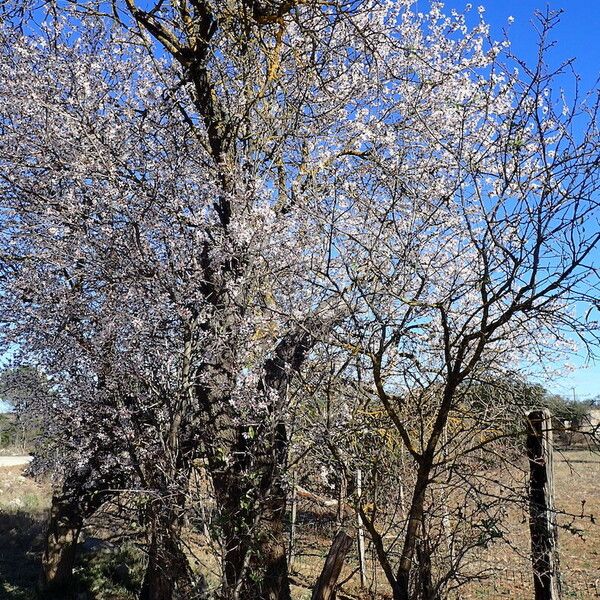 Prunus amygdalus Habit