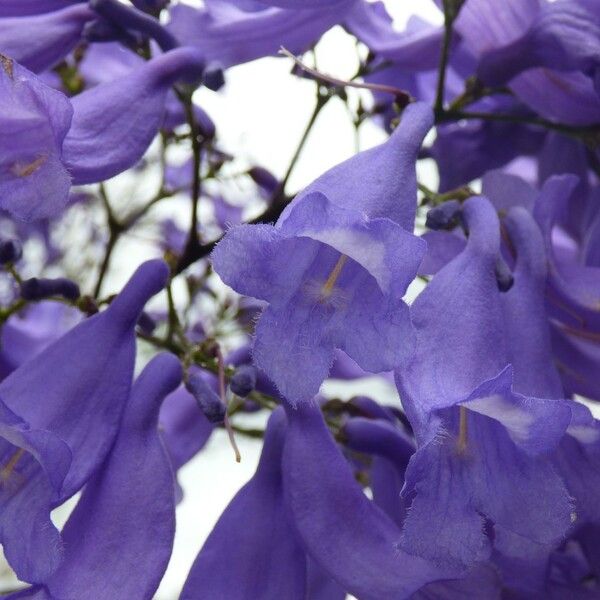 Jacaranda mimosifolia Çiçek