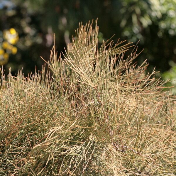 Ephedra distachya Vekstform