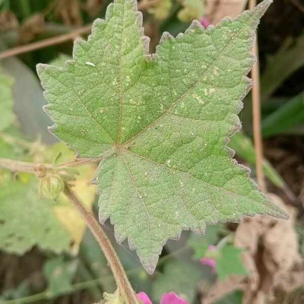 Pavonia urens Leaf