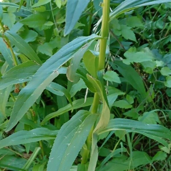 Digitalis lutea 叶