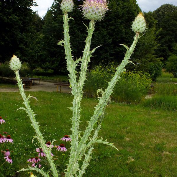 Cynara cardunculus Цветок