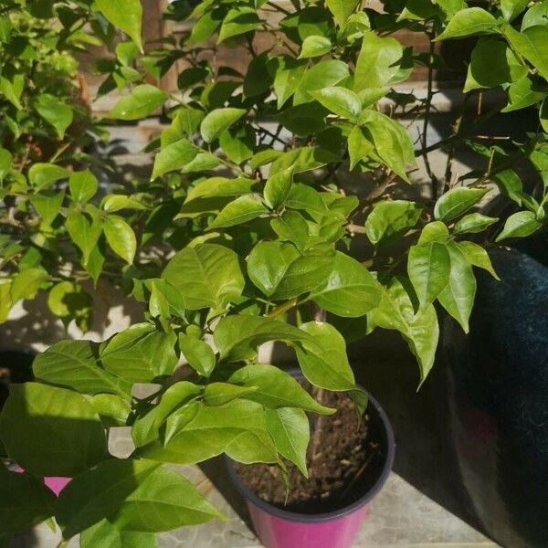 Bougainvillea spectabilis Yaprak