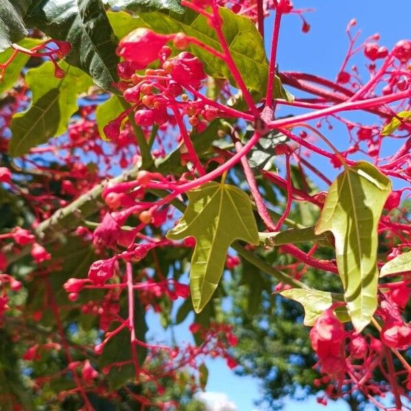 Brachychiton acerifolius 花