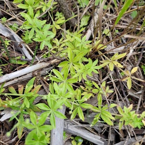 Galium triflorum Lehti