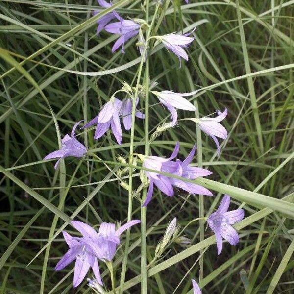 Campanula rapunculus Flower