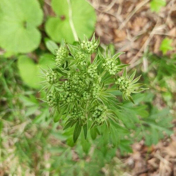 Pleurospermum austriacum Flower