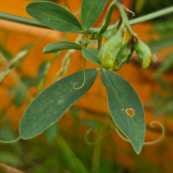 Lathyrus tuberosus Leht