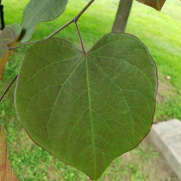 Cercis canadensis Foglia