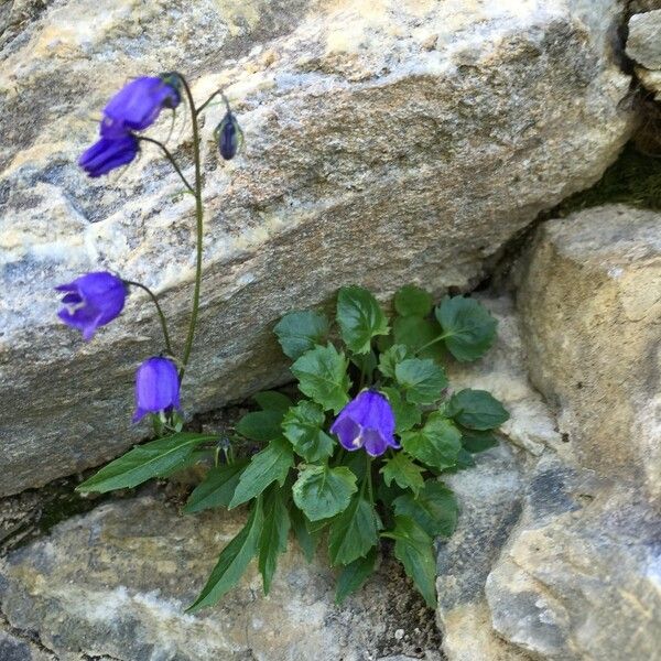 Campanula cochleariifolia عادت