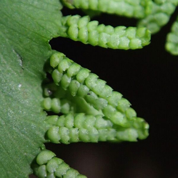 Lygodium microphyllum Folio