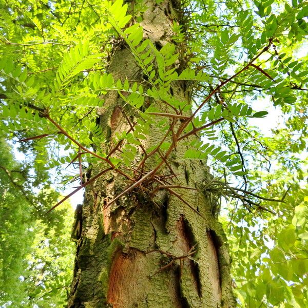 Gleditsia triacanthos Leaf