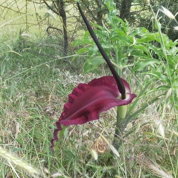 Dracunculus vulgaris Blüte